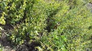 Kalmegh Andrographis paniculata Cultivation after 60 days India [upl. by Anesor396]