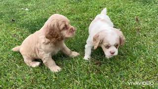 Cocker Spaniel puppies [upl. by Yolanda399]