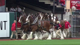 Budweiser Clydesdales take the field at Busch Stadium [upl. by Settera]