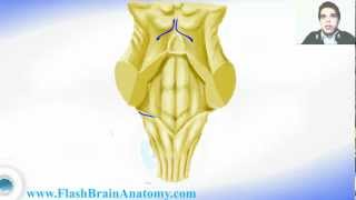 Medulla Oblongata And 4th Ventricle Anatomy [upl. by Anierdna]