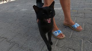 Angry black cat meows aggressively and doesnt let me pet her [upl. by Rik]