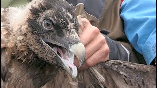 Zwei junge Bartgeier in MelchseeFrutt ausgewildert  Stiftung Pro Bargeier  Auswilderung  2017 [upl. by Ryder515]