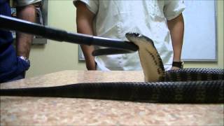 Tigersnake at the Vet [upl. by Ichabod583]