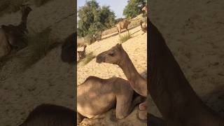 Short video of Desert Camels camel animals shortvideo wildlife nature desert shorts [upl. by Yral614]