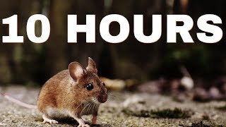 Sound Effect Of Mouse  10 HOURS [upl. by Ecreip]