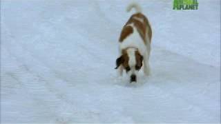 Dogs 101  Saint Bernard [upl. by Cassey332]