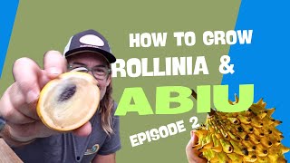 How to grow Rollinia Deliciosa and Abiu from seed  Ep 2 [upl. by Atiuqehc]