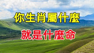 從屬相看透你的一生「你生肖屬什麼」就是什麼命！ [upl. by Mueller]