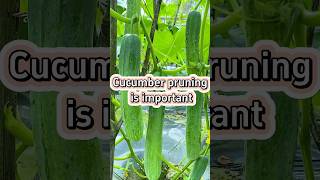 Cucumber pruning tips and tricks viralvideo garden gardaning growingvegetables gardenerscorner [upl. by Ahseihs]