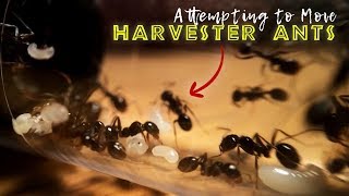 Attempting to Move Harvester Ants [upl. by Adnawuj]