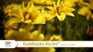 Goldilocks Rocks Bidens A P Allen Smith Favorite [upl. by Niarfe467]