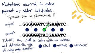 Tyrosinase  Tales from the Genome [upl. by Cyma]