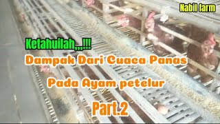 Cuaca panas dan dampaknya pada ayam petelurNabil farm [upl. by Eadrahs]