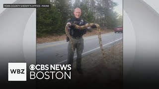 8foot boa constrictor found in Maine [upl. by Corey]