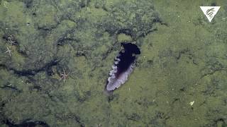 New nudibranch species discovered [upl. by Jonie]