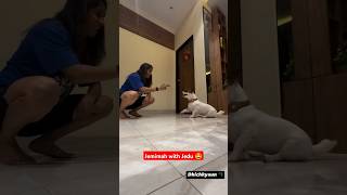 Pawsome moment for Jemimah Rodrigues 🐶 ytshorts [upl. by Lohman]