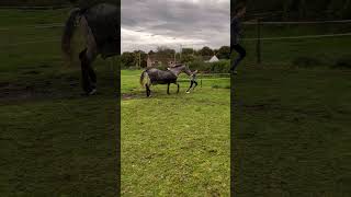 Striding in sinc  apaloosa horse horsingaround equestrian appaloosahorses horsegirl [upl. by Arabele]