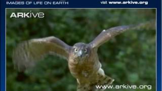 ARKive Accipiter nisus hunting video [upl. by Drannek]