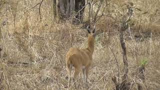 Male reedbuck Mikumi np [upl. by Gairc]