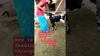 How is the calf feeding milk through the filter funny weaning babymoo blw babyspoon cow [upl. by Dichy]