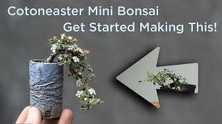 Bonsaify  How To Start Making a Cotoneaster Mini Bonsai [upl. by Eidnarb]