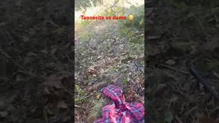 Taking out beaver dams with Tannerite tannerites youtube shorts fyp [upl. by Ruffin711]