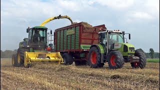 Chopping Wheat  Whole Crop Silage  John Deere 6850  Claas  Lunteren  2014 [upl. by Demmer]