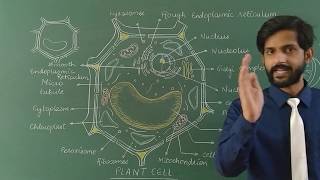 How to draw plant cell  Easy steps  Diagram of Plant cell  NCERT [upl. by Marinna516]