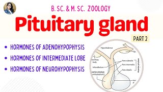 Pituitary gland Part 2  Hormones  B Sc amp M Sc  Zoology [upl. by Remde486]