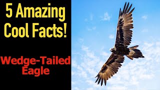 5 Fascinating Facts About WedgeTailed Eagles [upl. by Faludi989]