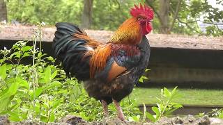 Rooster crowing loud in the early morning [upl. by Jeralee]