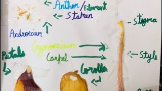 Grade 6  Science  Plants Forms and Functions [upl. by Bradshaw]