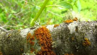 Lichen Identification Methods [upl. by Meingoldas]