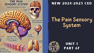 🎯The Pain Sensory System  AP Psychology Unit 1 Part 6🎯 [upl. by Nowujalo922]