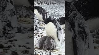 These are Adélie penguins which the mother protecting their chicks from freezing cold animals [upl. by Spearing791]