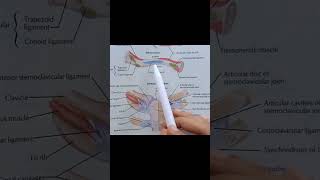 Subclavius Muscle Origin Insertion anatomy upperlimbanatomy muscles [upl. by Beuthel268]