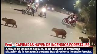 CAPTAN A FAMILIA DE CAPIBARAS QUE HUYEN DEL INCENDIO FORESTAL QUE AZOTA PARTE DE LA AMAZONÍA [upl. by Joan]