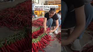 red chili drying process in Thailand agribusiness agricuture sorts trending [upl. by Golub]