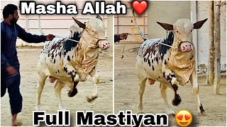 Mastiyan Hon Tw Esi Hon K Maza Ajaye 🔥  Masha Allah ❤️  AR Maani [upl. by Issy]