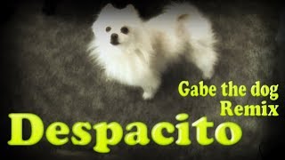 Gabe The Dog Despacito  Explosion amp Azerek Remix [upl. by Aja]