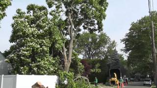 The Catalpa Tree Being Euthanized [upl. by Enirrok436]