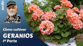 𝗚𝗘𝗥𝗔𝗡𝗜𝗢𝗦 𝟭 COMO CULTIVAR GERANIOS GUIA COMPLETA [upl. by Clere237]