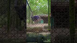 Thiruvananthapuram Zoo [upl. by Hastie380]