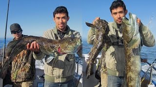 HUGE CABEZON and the JACKPOT Lingcod Everyone get their limits here [upl. by Edahs293]