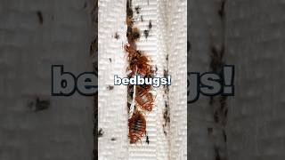 Are Bed Bugs Harmful To Your Health  With Dr Raj Dasgupta [upl. by Rodgers]