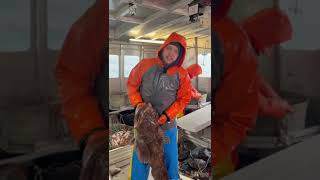 Lingcod catch and release alaska lingcod fishing [upl. by Moulden373]