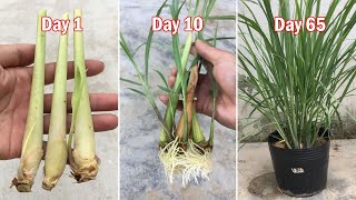 How to grow lemongrass from lemongrass bought at the supermarket [upl. by Rumit613]