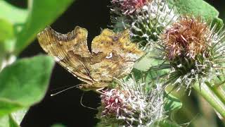 Бабочка Углокрыльница Сбелое  Polygonia calbum [upl. by Namilus998]