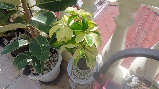 Saturday Bright Morning leafingaround onlyplants plant GreenPlants5 [upl. by Eiger]