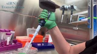 siRNA Transfection Video [upl. by Tony]